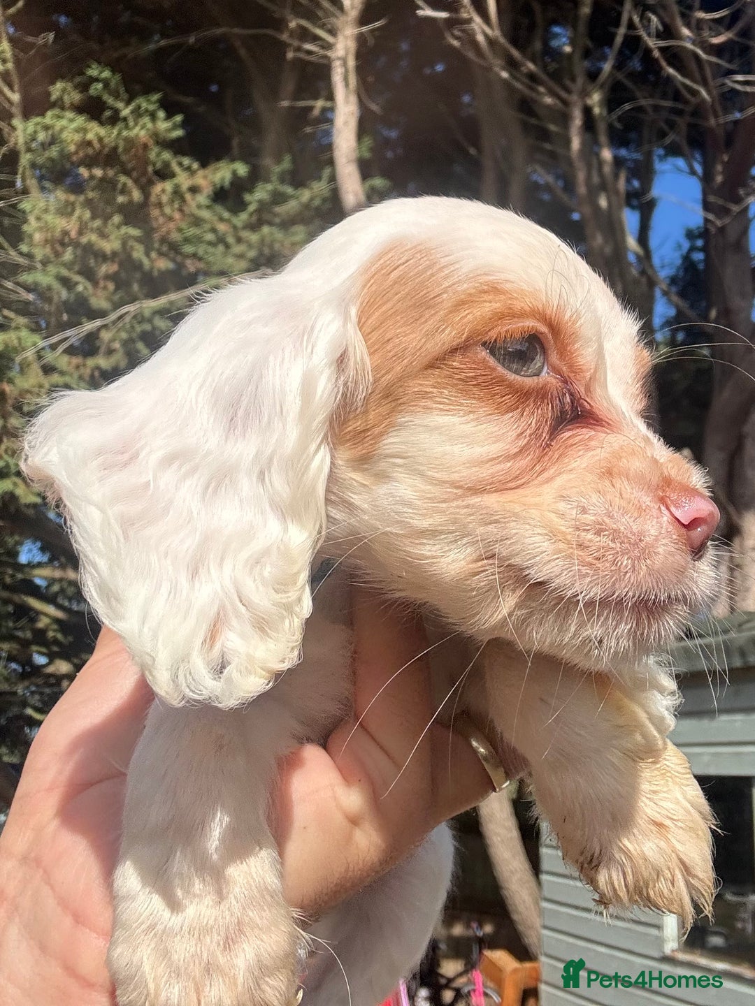 Cocker Spaniel dogs for sale: Cocker Spaniel Puppies (10 weeks - Ready to go) - Image 5