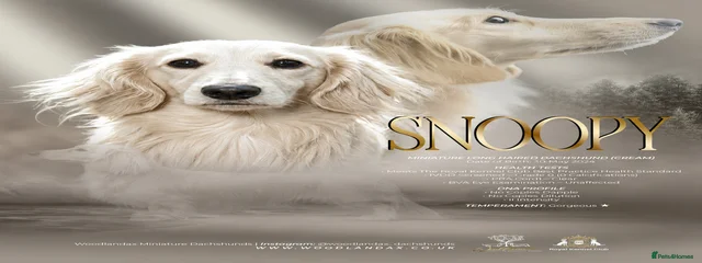 Snoopy