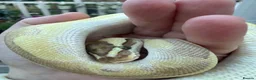 Python Snake reptiles for sale: Royal Python in Stafford - Advert 6