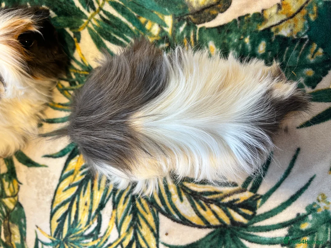 Guinea Pig rodents for sale: 3 peruvian retired sisters for loving forever home - Advert 12