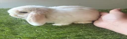 Mini Lop rabbits for sale: Stunning mini lop babies - amazing temperaments  - Advert 2