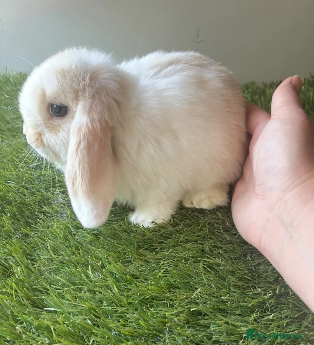 Mini Lop rabbits for sale: Stunning mini lop babies - amazing temperaments  - Advert 2