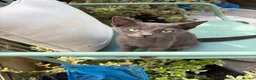 Mixed Breed cats for sale: Beautiful grey kittens for sale  in Enfield - Advert 5