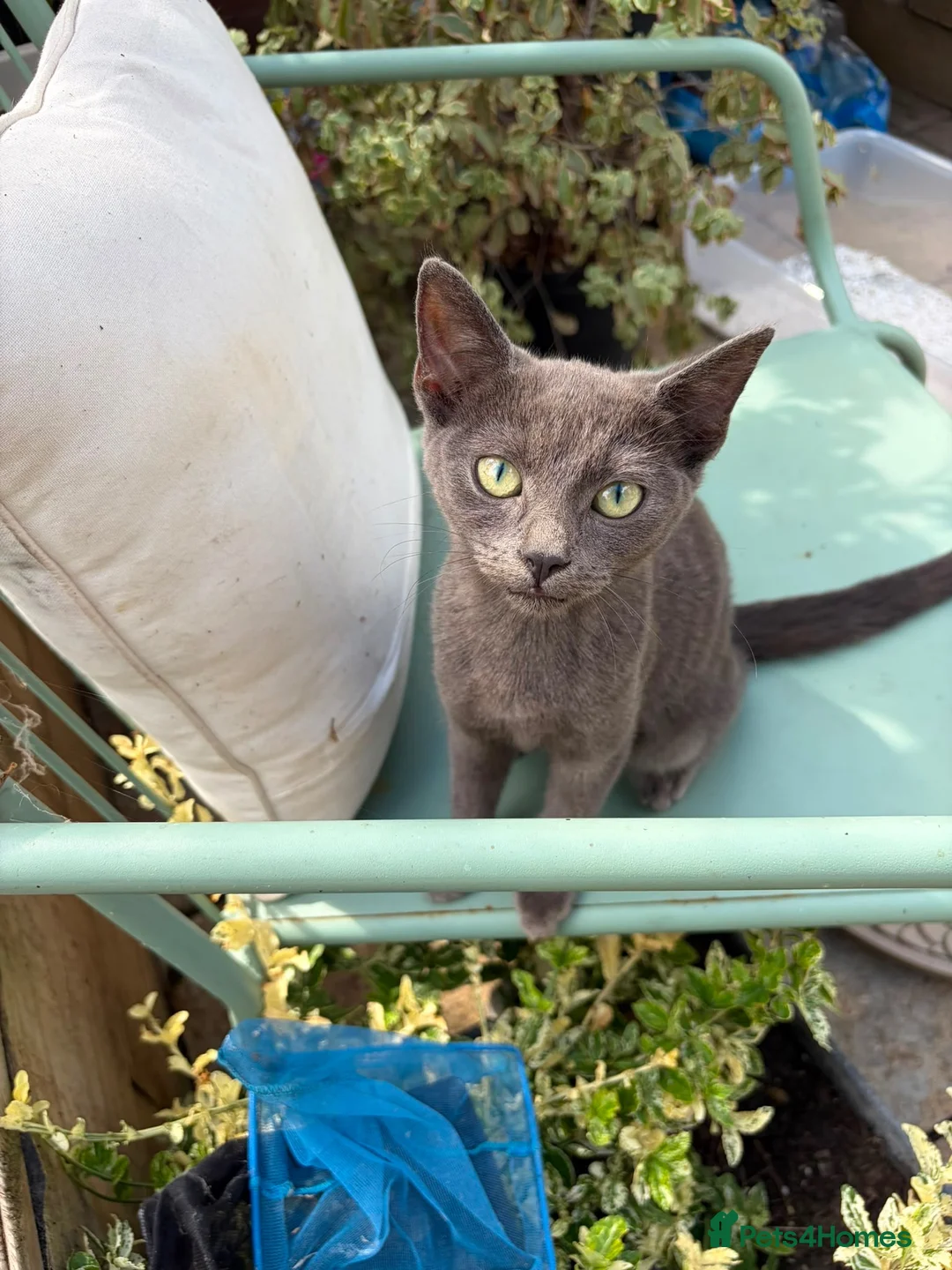 Mixed Breed cats for sale: Beautiful grey kittens for sale  in Enfield - Advert 5