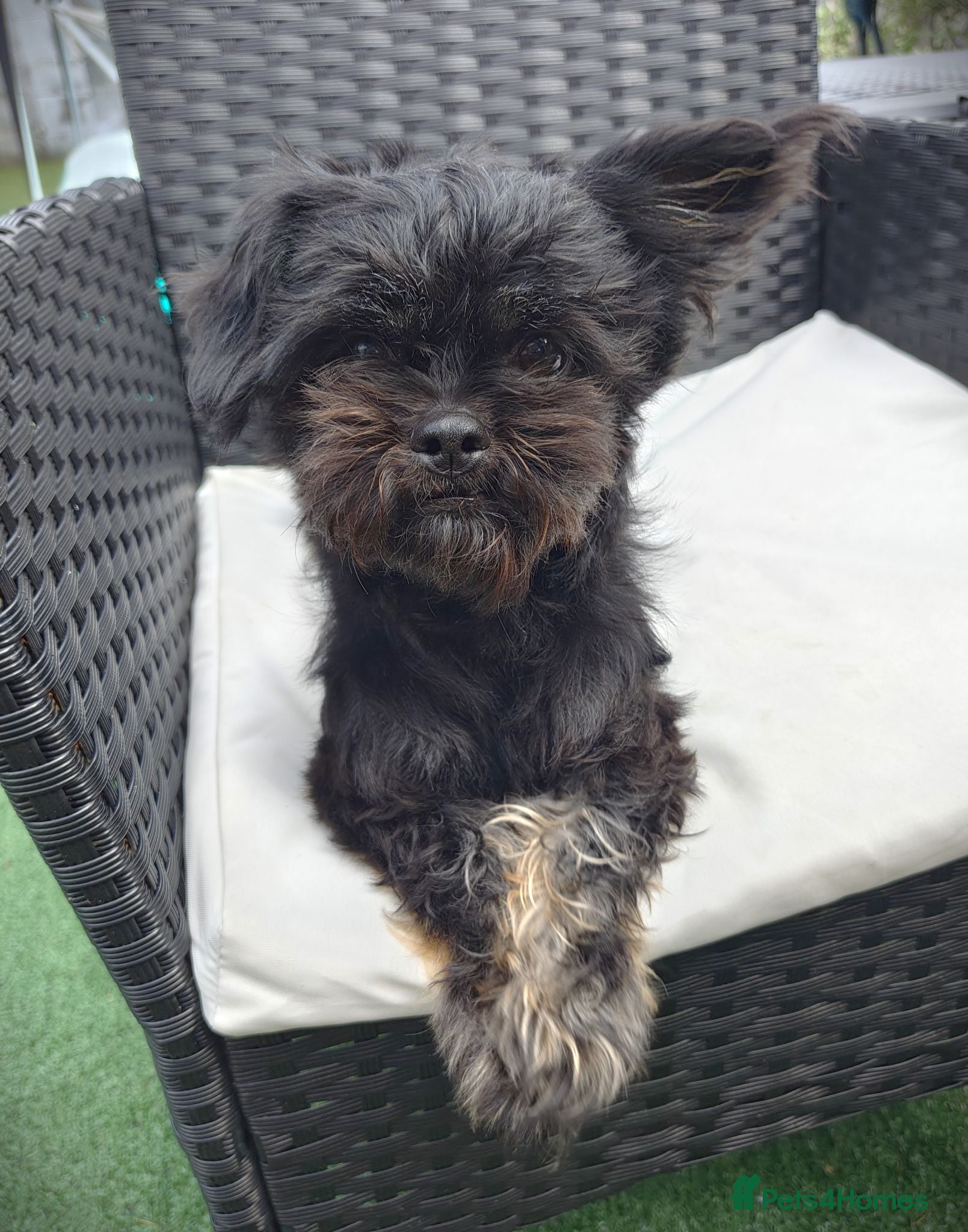 Mixed Breed dogs Shiffon Girl Looking for a Loving Forever Home - Advert 1