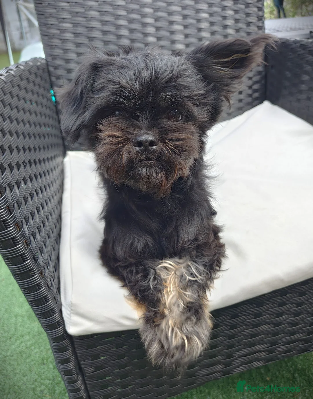 Mixed Breed dogs for sale: Shiffon Girl Looking for a Loving Forever Home - Advert 1