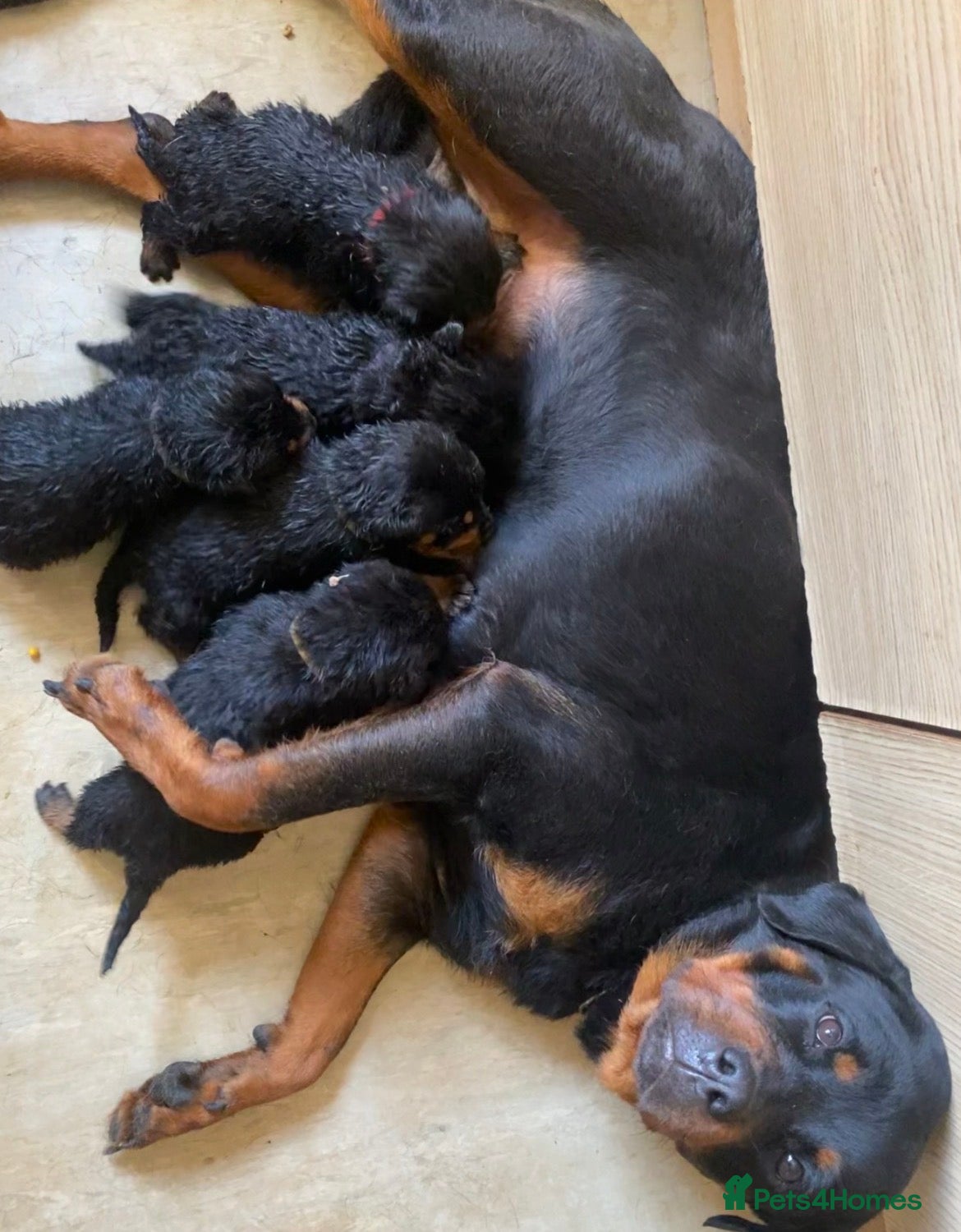 Rottweiler dogs Puppies - Advert 10