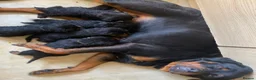 Rottweiler dogs for sale: Puppies - Advert 1