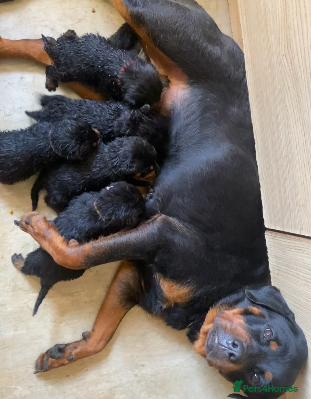 Rottweiler dogs for sale: Puppies - Advert 1
