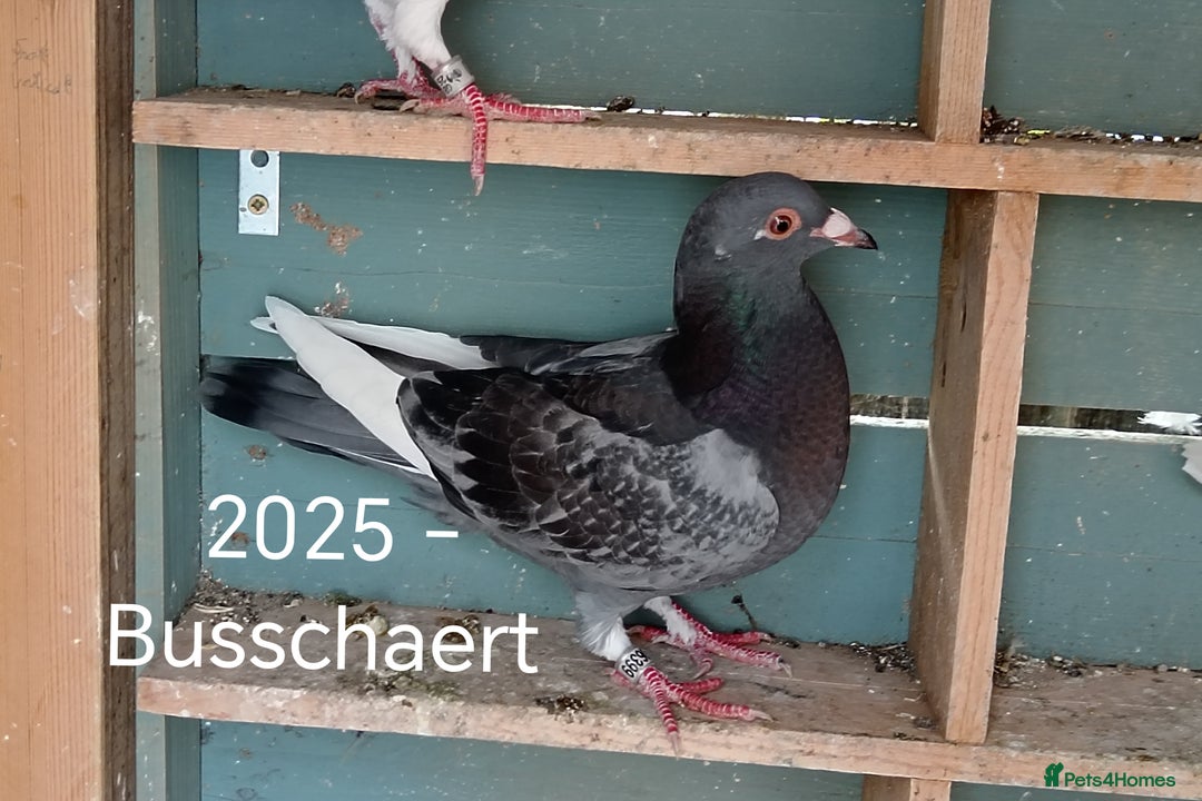 Pigeons birds for sale: Top Racers - Image 6