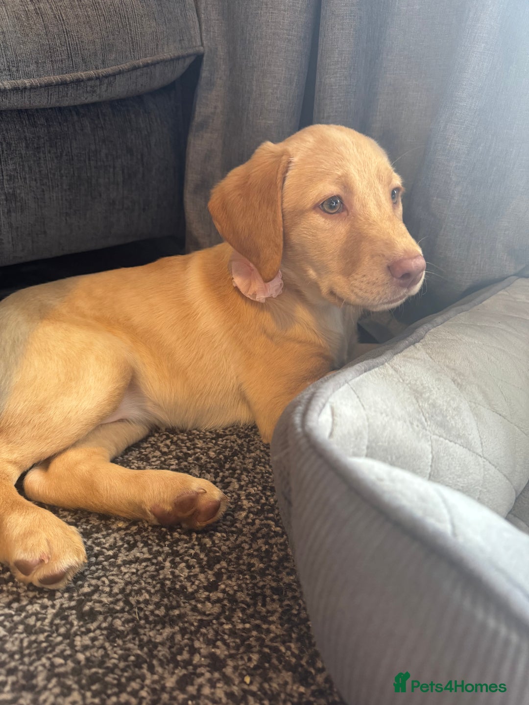 Labrador Retriever dogs for sale: nearly 7 month old labrador girl - Image 31