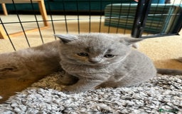 British Shorthair cats for sale: 4 beautiful lilac and blue kittens. - Advert 21