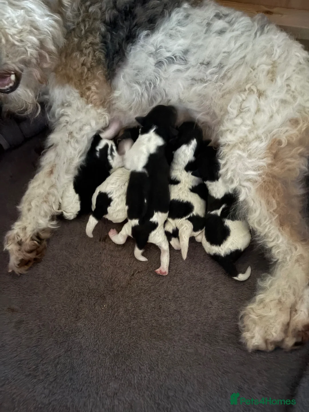 Fox Terrier dogs for sale: Wire haired fox terrier in Peterlee - Advert 4