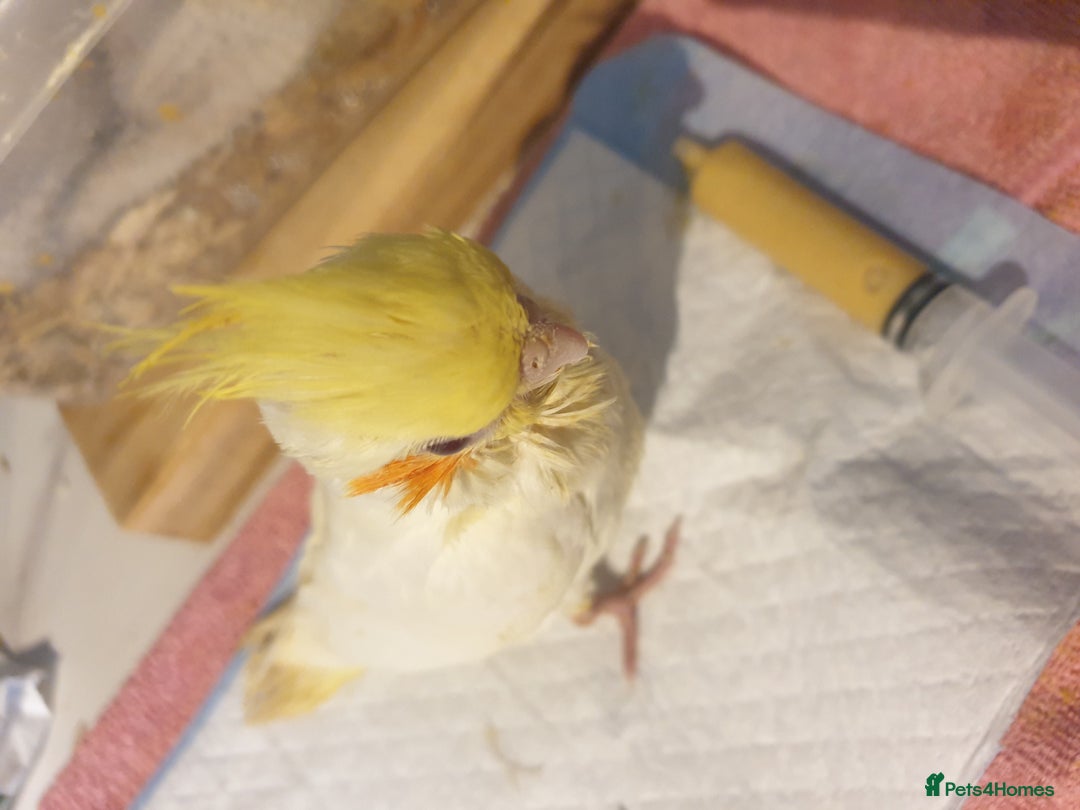 Cockatiels birds for sale: 1 res** 3 hand reared baby cockatiels in Plymouth  - Image 2