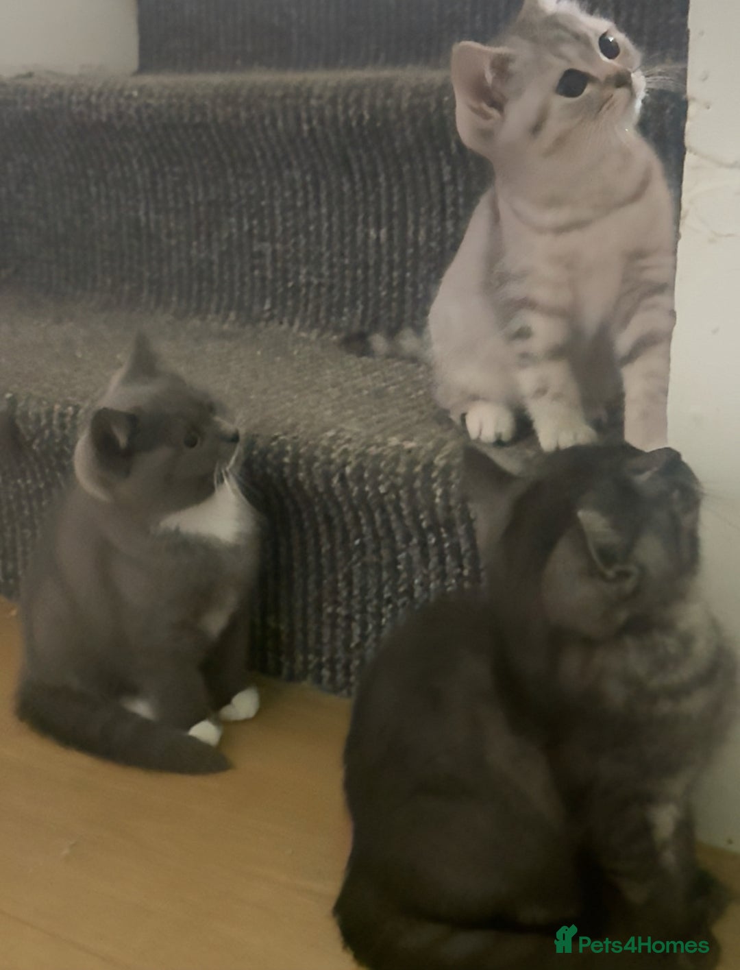 British Shorthair cats for sale: Pure British Shorthair Kittens  - Image 7