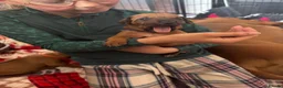 Rhodesian Ridgeback dogs for sale: Exceptionally Health Tested KC Ridgeback Puppies - Advert 12