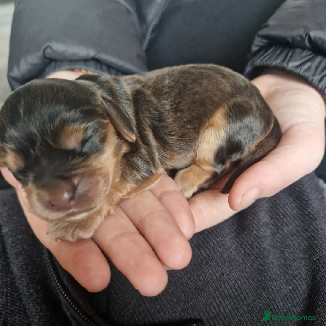 Sprocker dogs for sale: 3 BEAUTIFULL SPROCKERS FOR SALE! - Advert 1