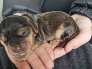 Sprocker dogs 3 BEAUTIFULL SPROCKERS FOR SALE! - Advert 1