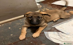German Shepherd dogs for sale: 3 German Shepard x German Shepard cross dogs  - Image 3