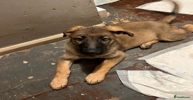 German Shepherd dogs - Advert 3