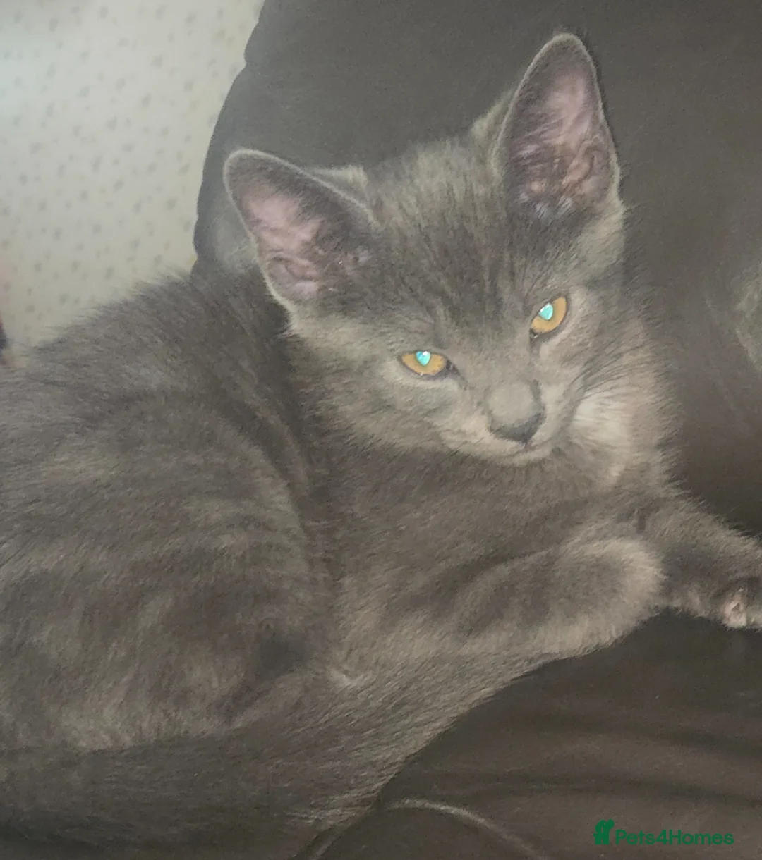Mixed Breed cats for sale: Grey half ragdoll girl kitten - Advert 18