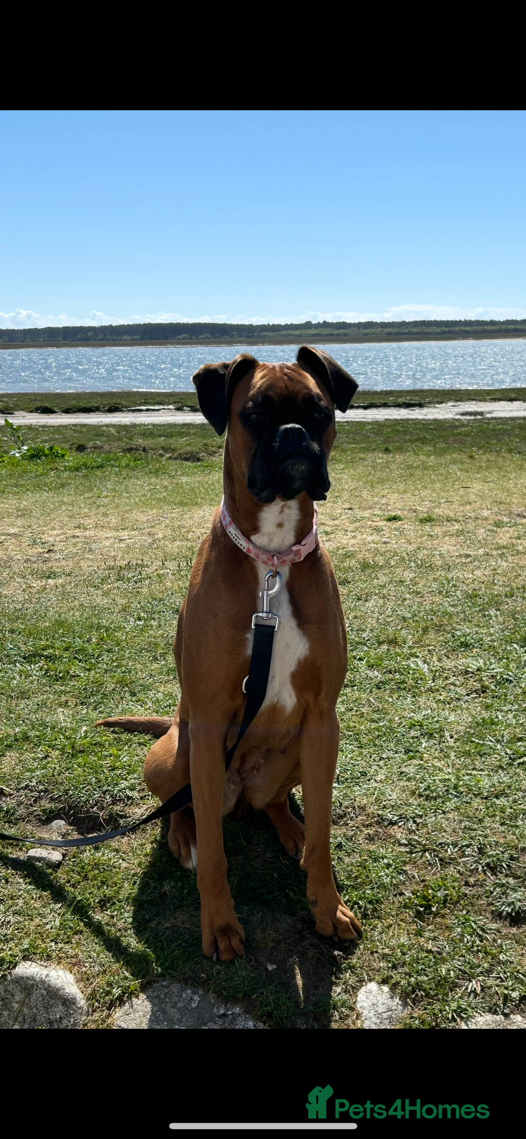 Boxer dogs for sale: 9 Beautiful Boxer Puppies - Pet Only  - Advert 5