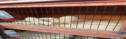 Ferret rodents for sale: 8 ferrets for sale  - Advert 1