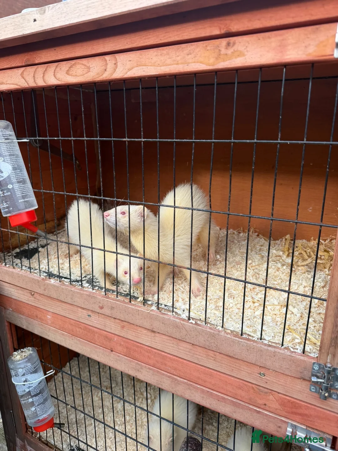 Ferret rodents for sale: 8 ferrets for sale  - Advert 1