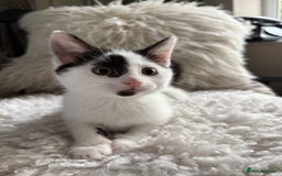 Domestic Shorthair cats for sale: three beautiful male kittens! in Newent - Image 12