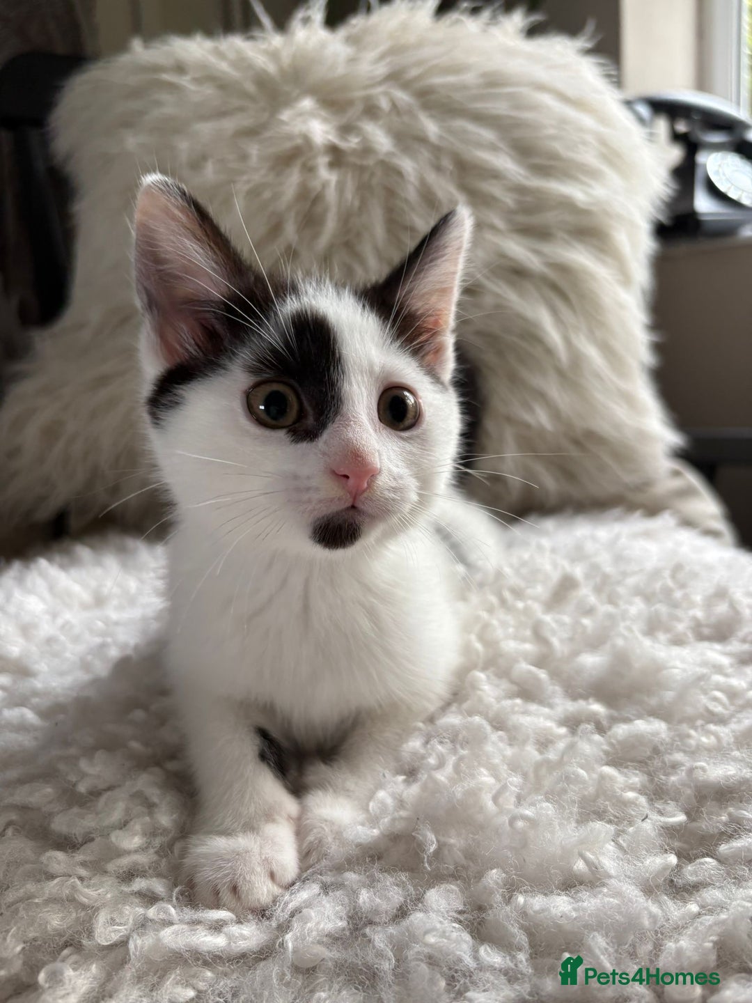 Domestic Shorthair cats for sale: three beautiful male kittens! in Newent - Image 12
