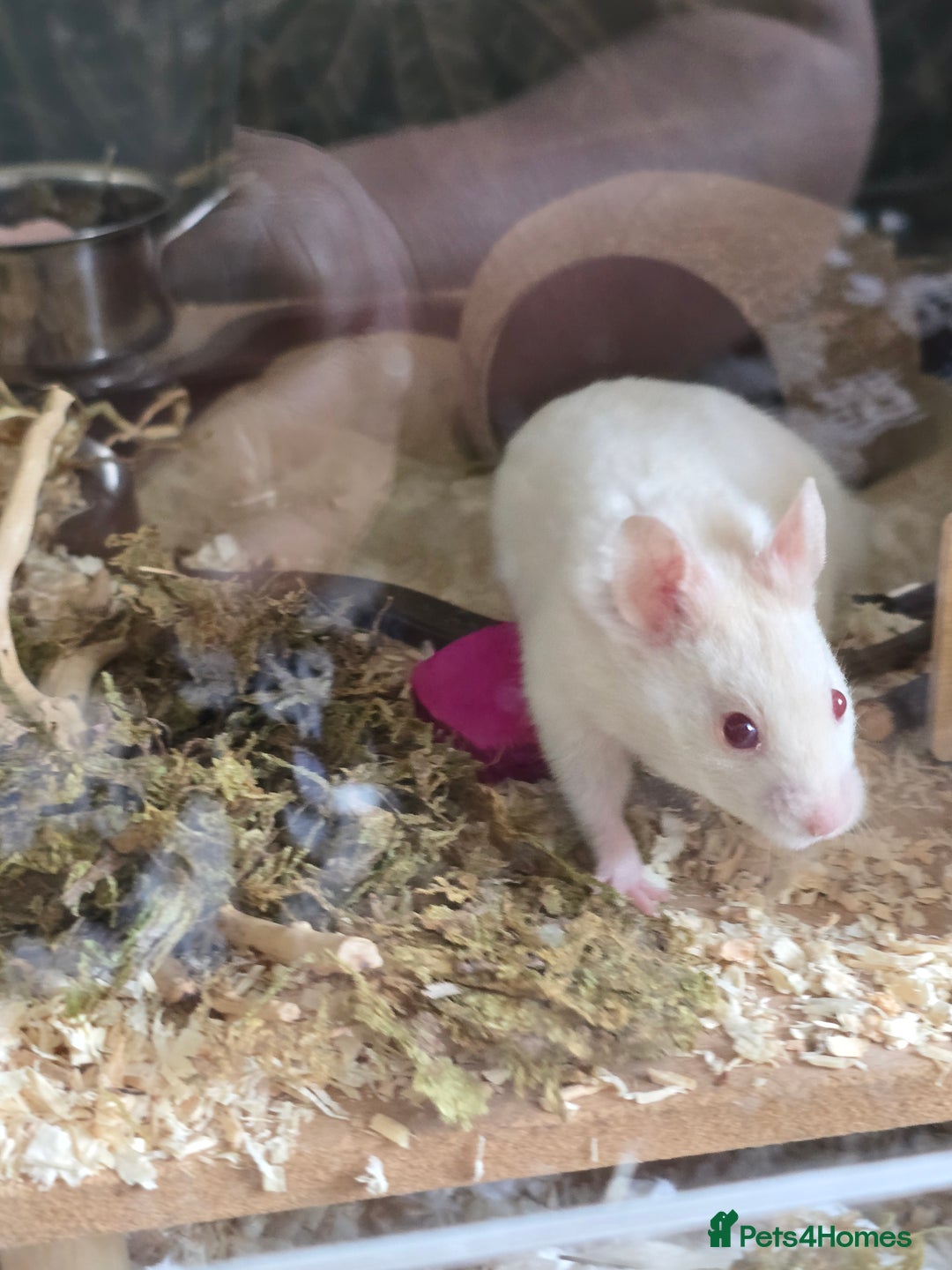 Hamster rodents for sale: Syrian Hamster - Image 2