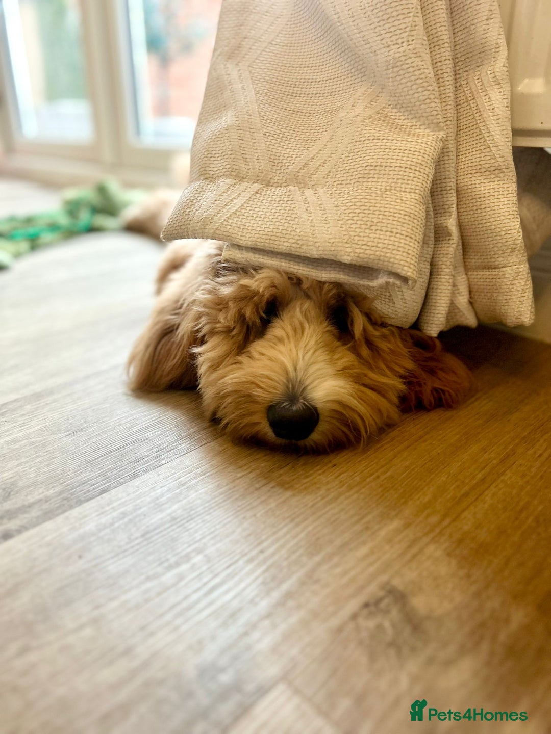 Mixed Breed dogs for sale: 18 month old, Family raised, Male Sheepadoodle - Image 6
