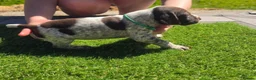 German Shorthaired Pointer dogs for sale: Stunning example of KC German Shorthaired Pointers in Tredegar - Advert 19