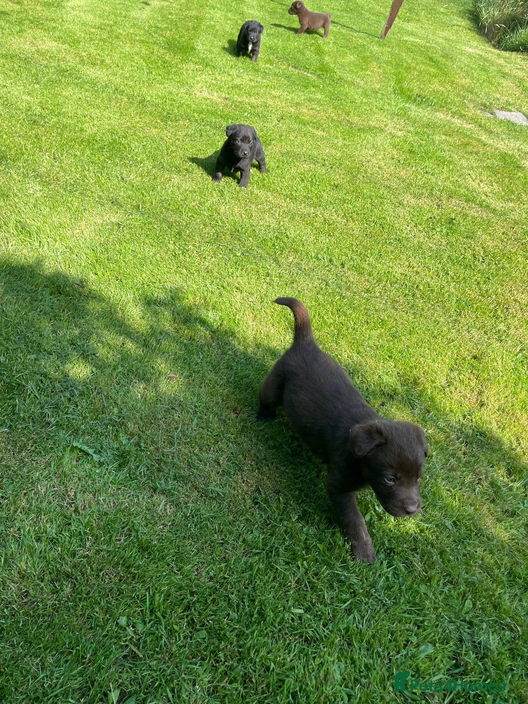 Borador dogs for sale: Lab x collie puppies  - Image 14