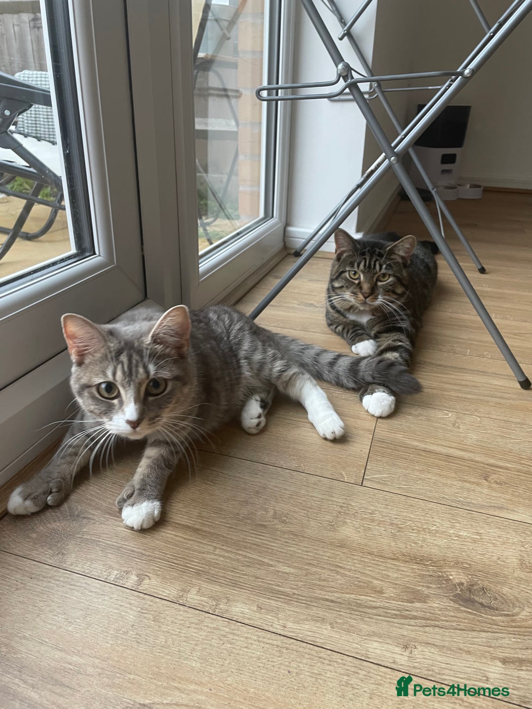 Mixed Breed cats for sale: Pretty Kittens For Sale - Advert 14