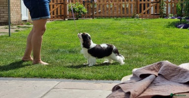 Cavalier King Charles Spaniel dogs - Advert 2