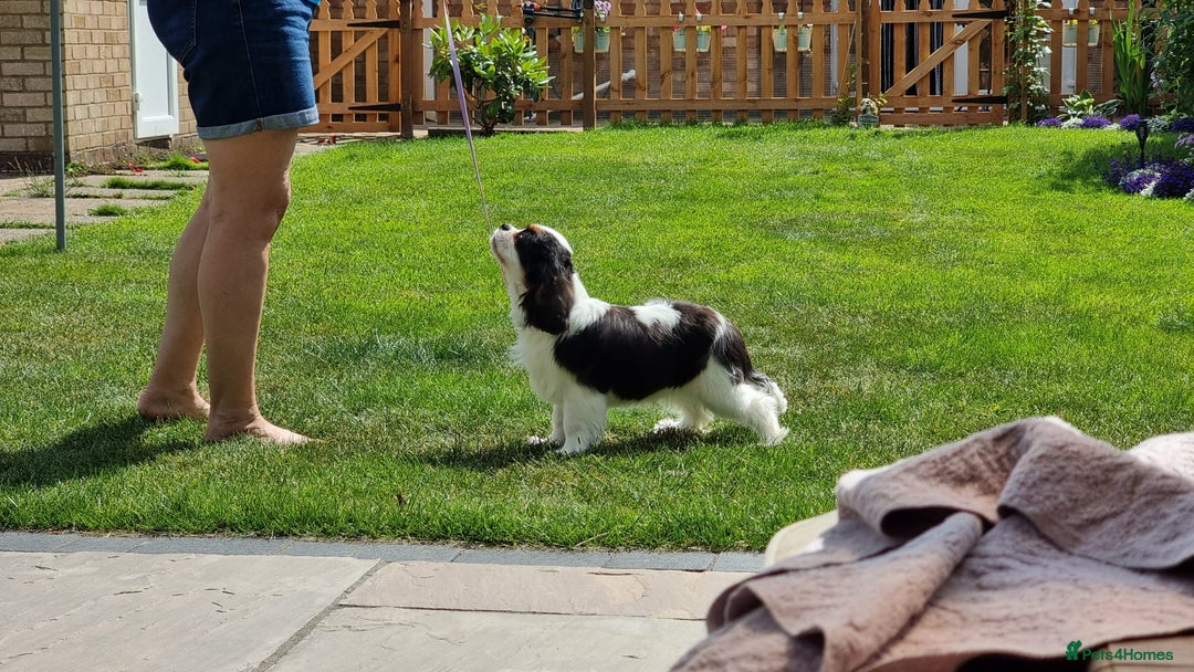 Cavalier King Charles Spaniel dogs for sale: Beautifully marked tri-colour Dog puppy - Image 3