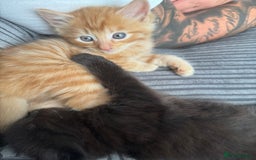 Mixed Breed cats for sale: 3 beautiful Norwegian forest x kittens boy SOLD!! - Image 10