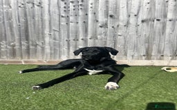Borador dogs for sale: 10 Month Old Male Borador - Image 1