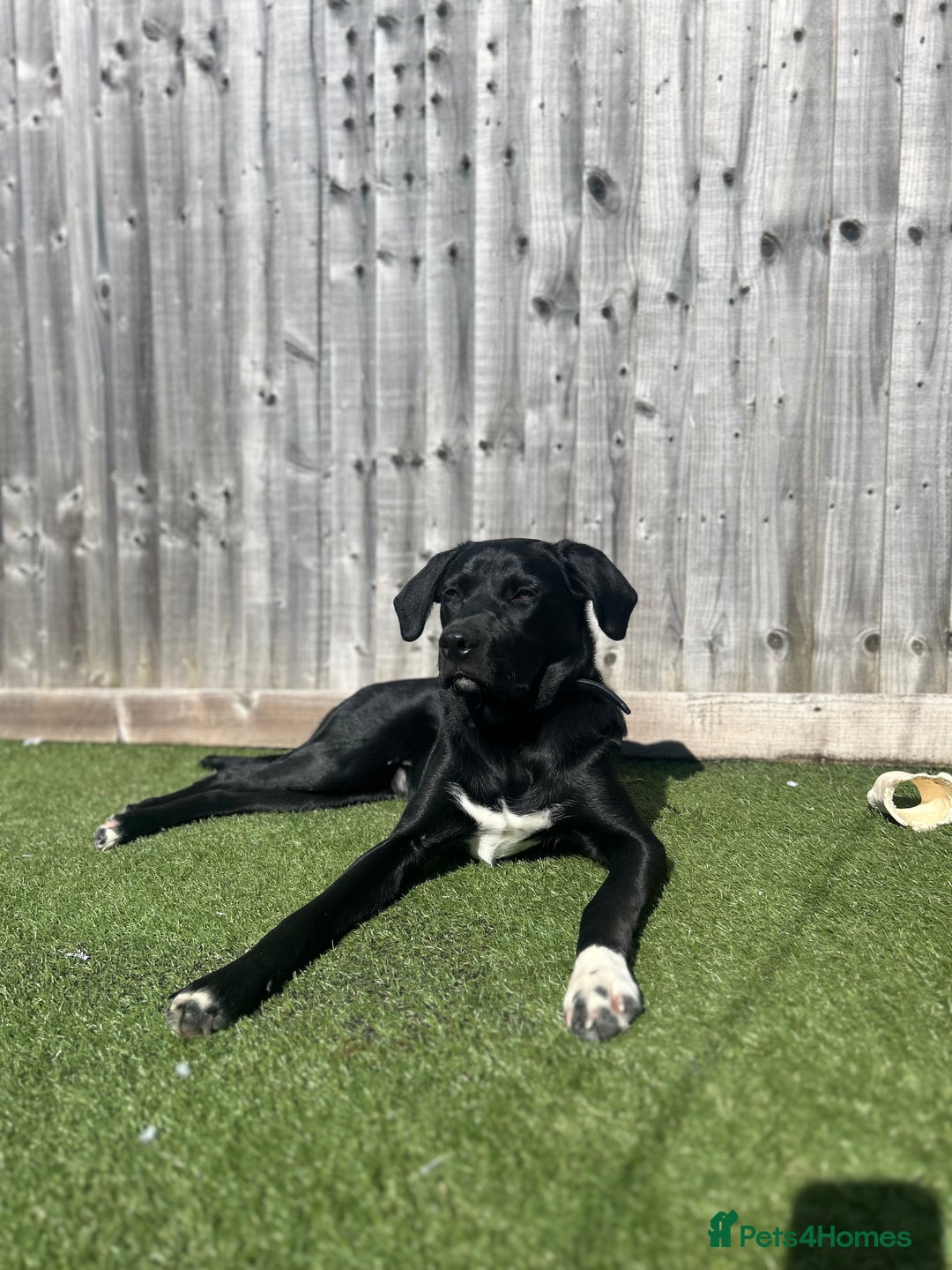 Borador dogs for sale: 10 Month Old Male Borador - Image 1