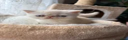 Exotic cats for sale: Gorgeous boy - Advert 9