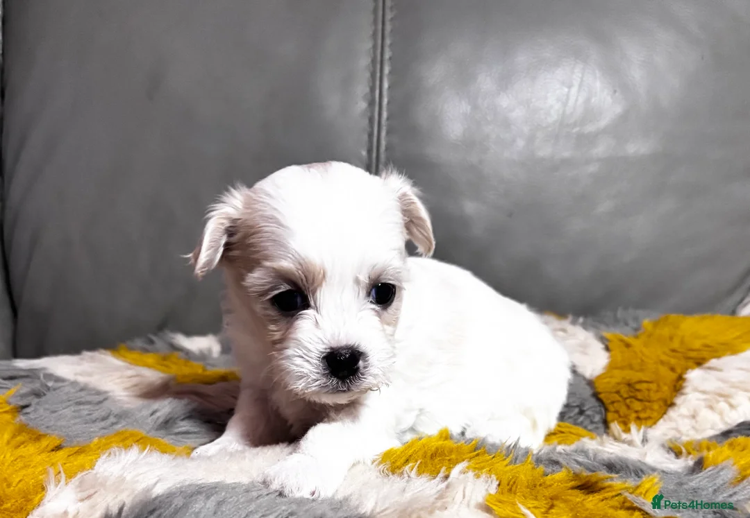 Malshi dogs for sale: Gorgeous Malshi girl & boys  - Advert 9