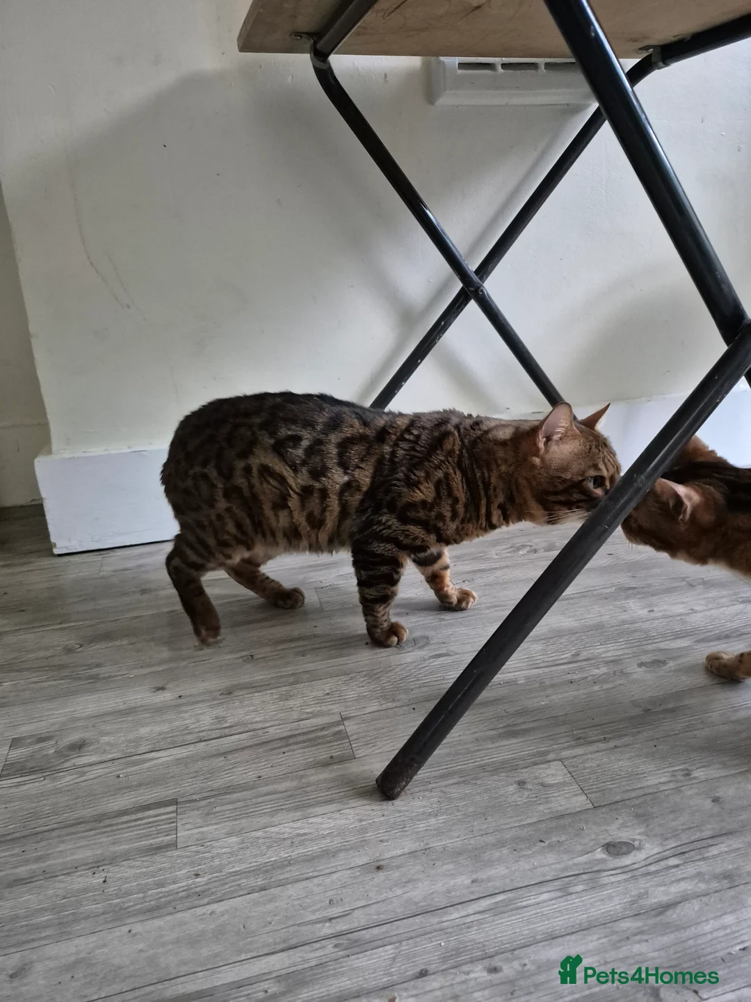 Bengal cats for sale: 5 generation pedigree active tica stud Bengal male - Advert 2