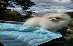 Pomeranian dogs for sale: Pomeranian Last Boy - Image 32