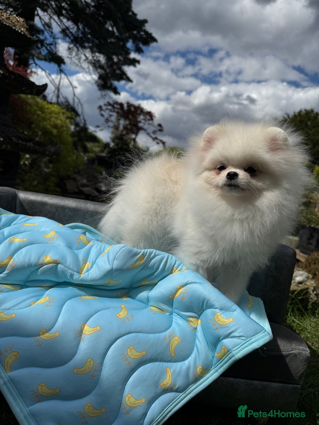 Pomeranian dogs for sale: Pomeranian Last Boy - Image 32