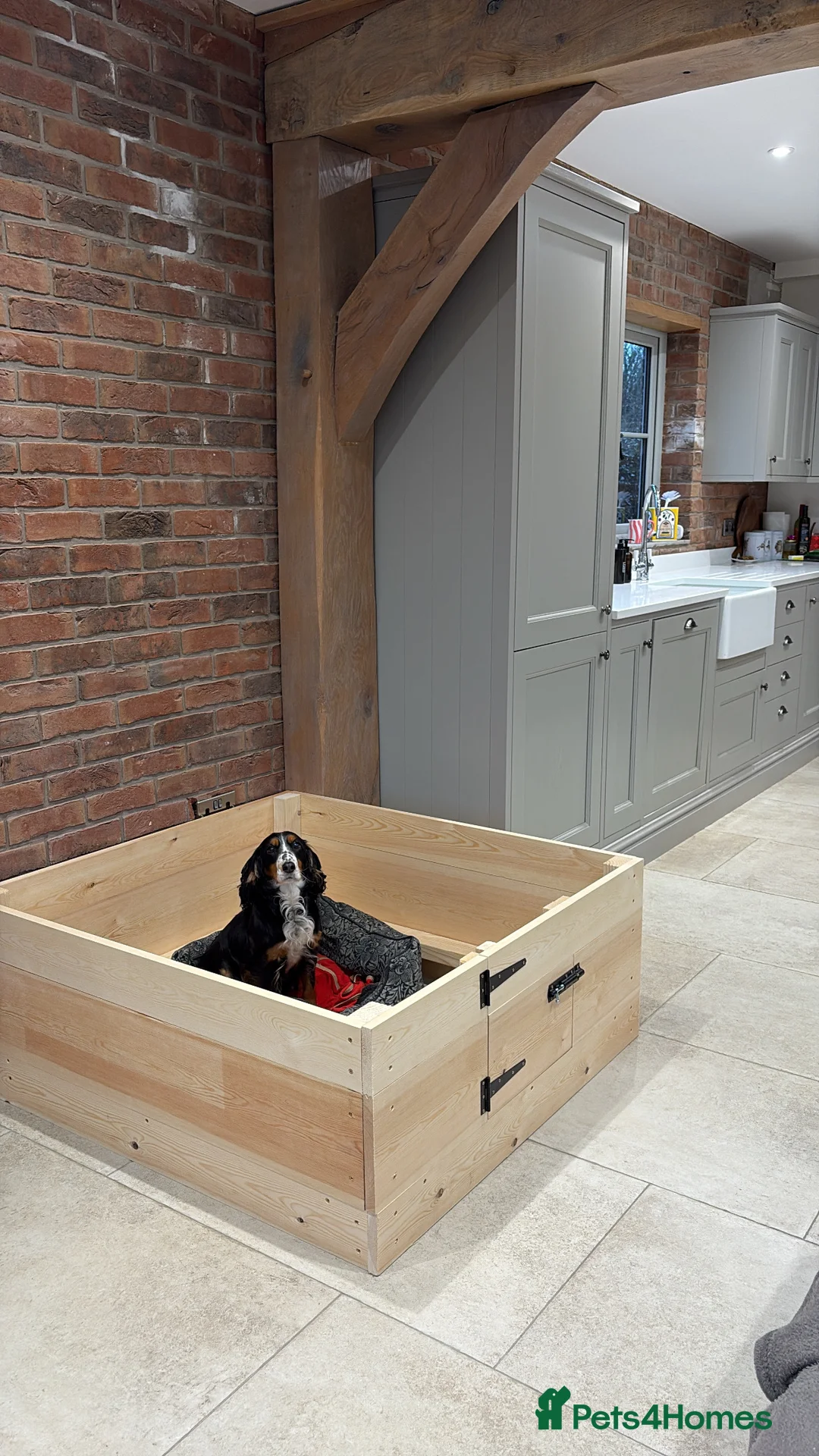 Cocker Spaniel dogs for sale: Working cocker spaniel puppies - Advert 12