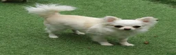 Chihuahua dogs for sale: KC Reg Chihuahua Pups, Champion lines. - Advert 38