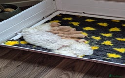 Maltipoo dogs for sale: F1 Maltipoo puppies 🐶 Just 2 girls remaining  - Advert 22