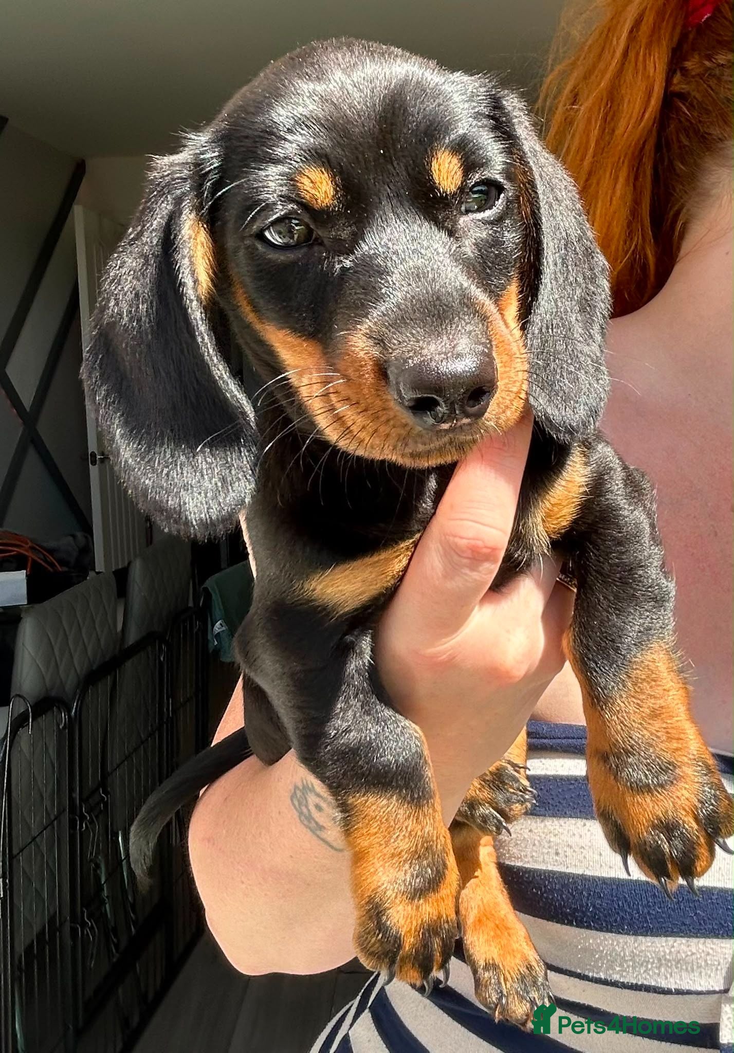 Miniature Dachshund dogs READY TO GO TODAY! KC registered Miniature - Advert 15