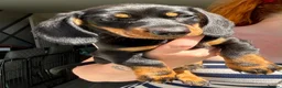 Miniature Dachshund dogs for sale: READY TO GO TODAY! KC registered Miniature - Advert 1